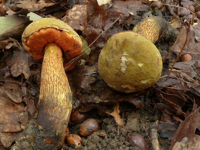 Boletus Luridus